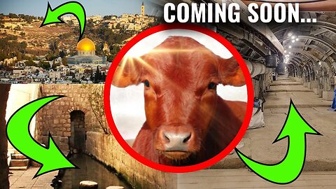 THIS MONTH? Red Heifer Ceremony on the Ancient Sites - What Could Stop it?
