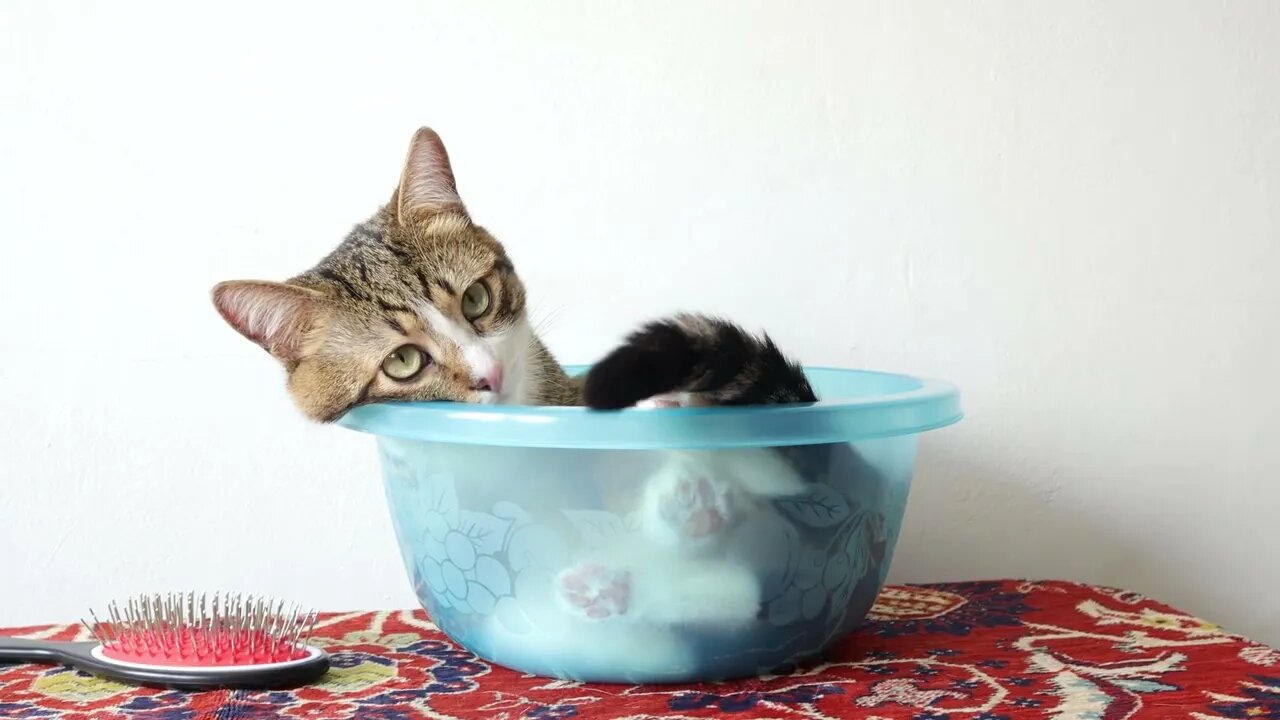 This Cat Finds the Weirdest Places to Sit