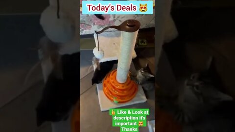 cute cat videos 😹 funny videos 😂1211😻#shorts