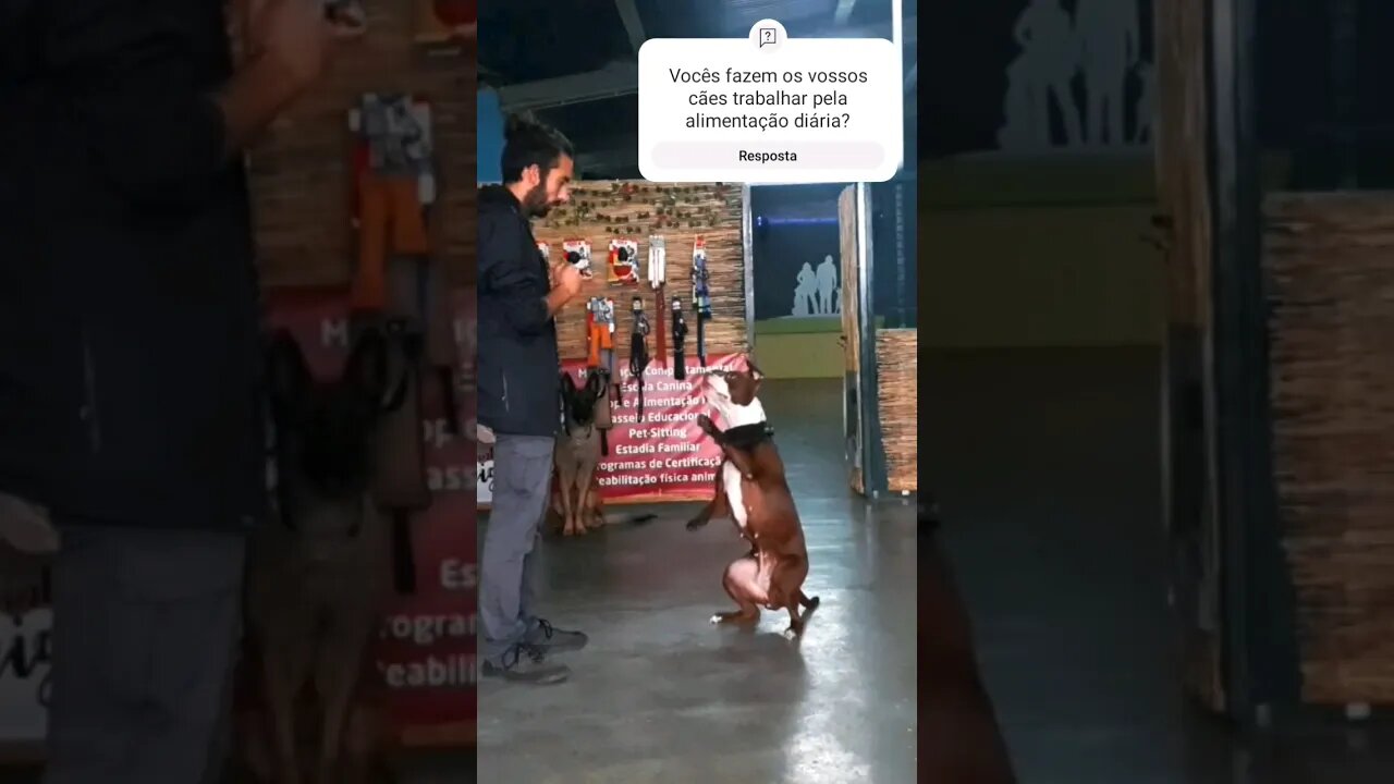 Como cansar o seu cão..