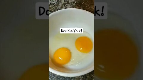 #doubleyolk #eggs #chickens #layers #homesteading #homestead #farmanimals #farm