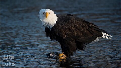 Heavy metal eagle