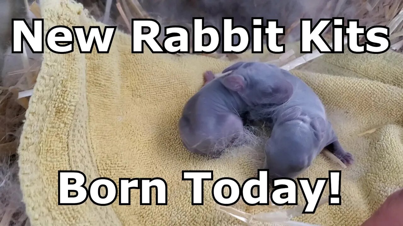 New Baby Rabbit Kits Born Today!