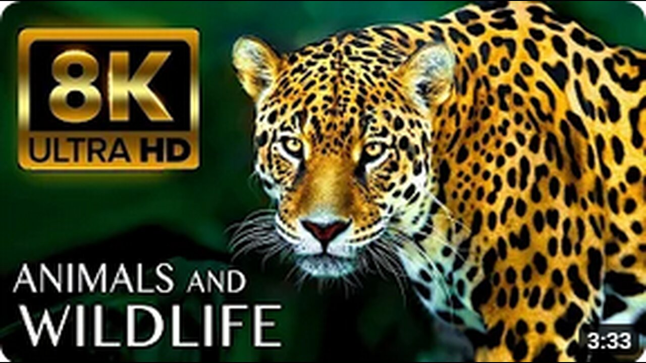 Ultimate Wild Animals Collection in 8K ULTRA HD _ 8K TV