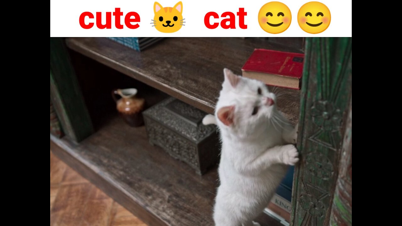 This Cute Cat Video Will Make Your Day! Watch Now! 😊🐱🐱😍