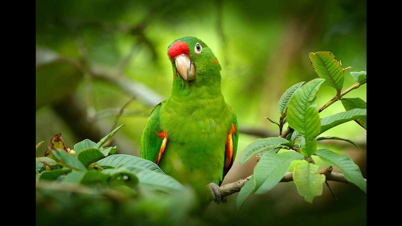 Parrot with its bright colors, consistent with nature