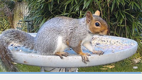 Jay bird and Grey Squirrel visit the garden