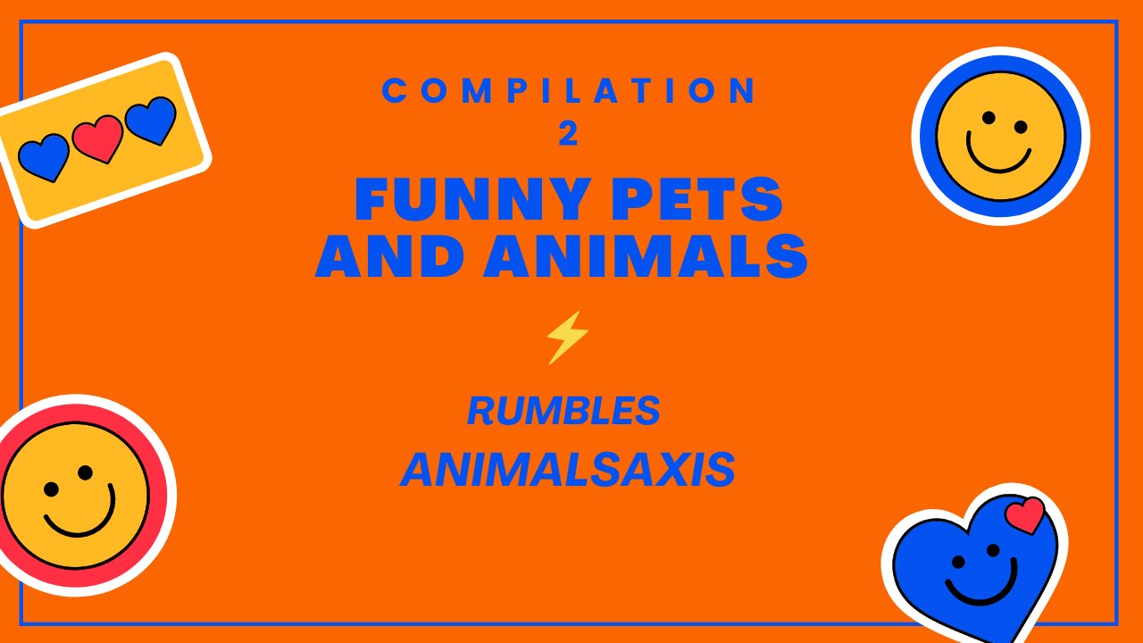 Funny Pets And Animals Compliation 2