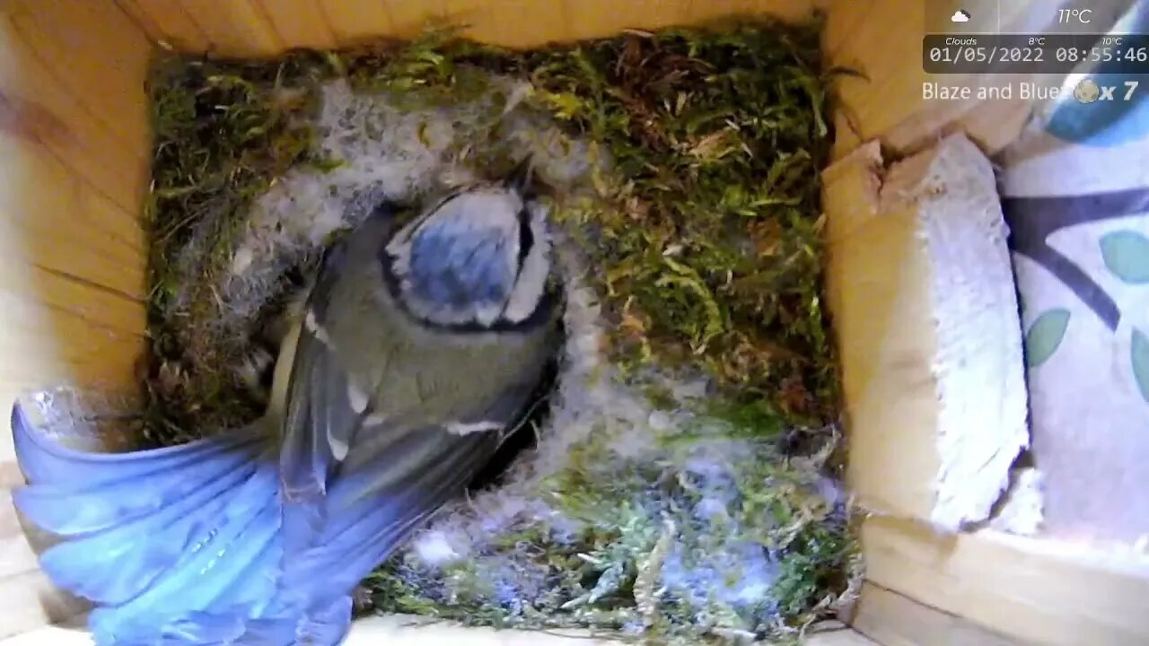 Panic! Starling Pokes its Head in the Box, Blue tit Panics