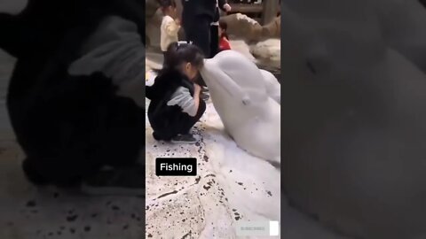 Amezing video Dolphin
