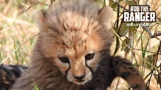 Cheetah With Small Cubs | Maasai Mara Safari | Zebra Plains