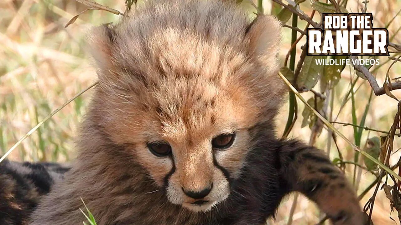 Cheetah With Small Cubs | Maasai Mara Safari | Zebra Plains