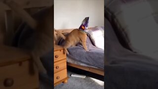 Best Funny Cat & Dog Videos| Try Not To Laugh| #shorts