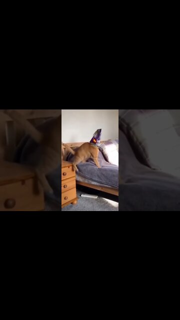 Best Funny Cat & Dog Videos| Try Not To Laugh| #shorts