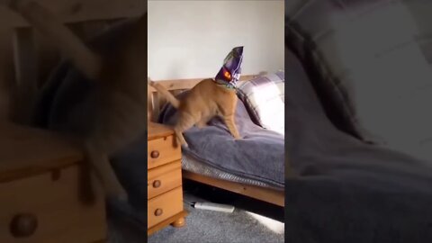 Best Funny Cat & Dog Videos| Try Not To Laugh| #shorts