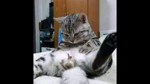 Funny and Cute Cat's Life 👯😺 Cats and Owners are the best friends Videos