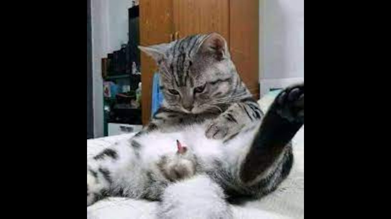 Funny and Cute Cat's Life 👯😺 Cats and Owners are the best friends Videos