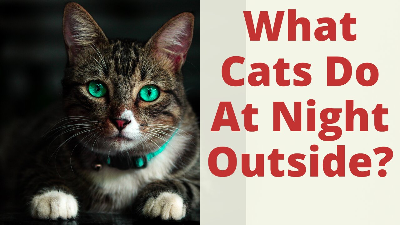 What Cats Do At Night Outside And Where Is Your Cat Roaming At Night? Cat night time patterns.