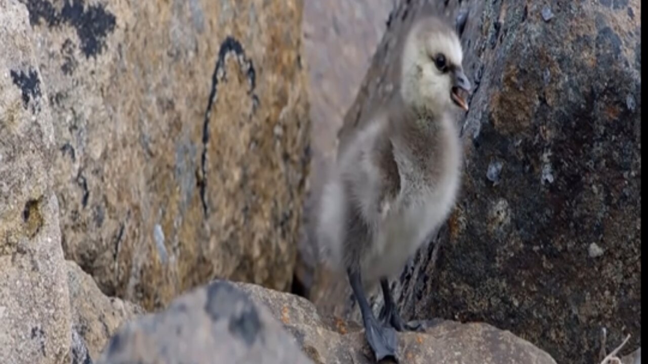 Chick Jumps Off Cliff