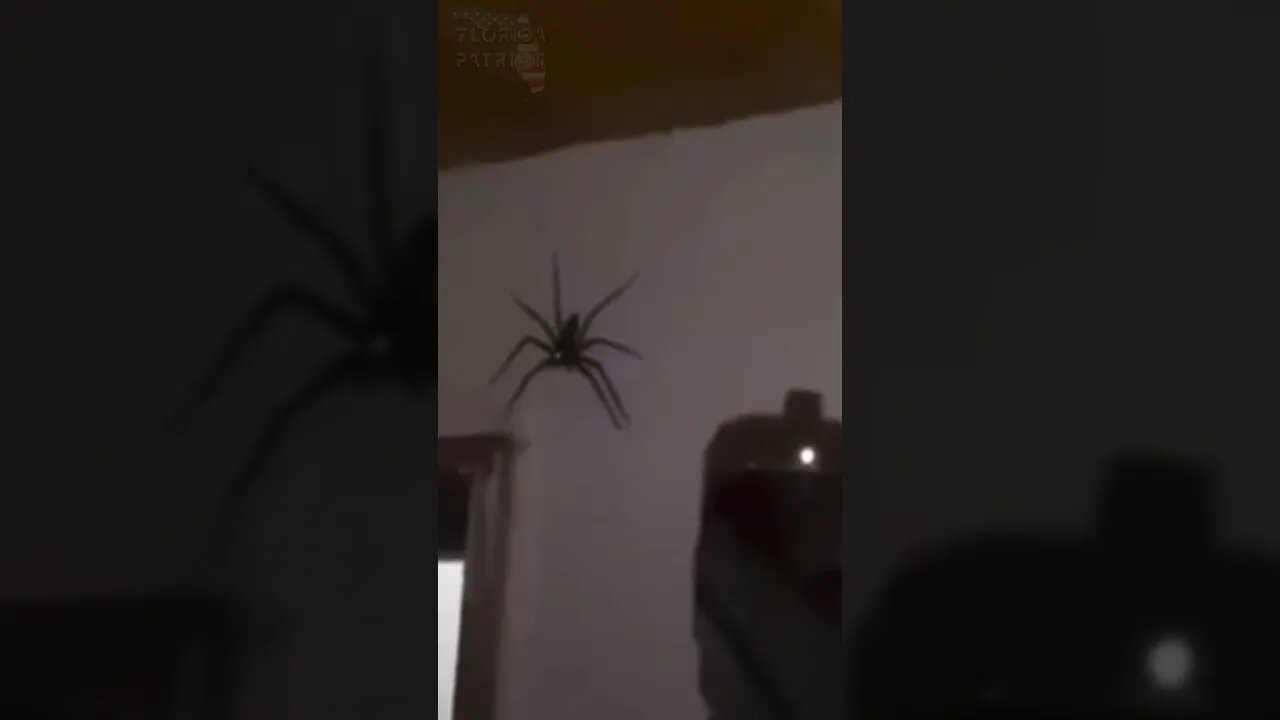 Gun VS Spider 🕷️ #gunfails #arachnophobia #viral #youtubeshorts ￼