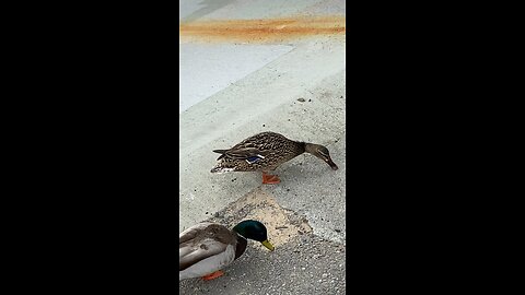 Three Ducks Eating #subscribe #shorts #viral #trending #duck #poultry #adorable