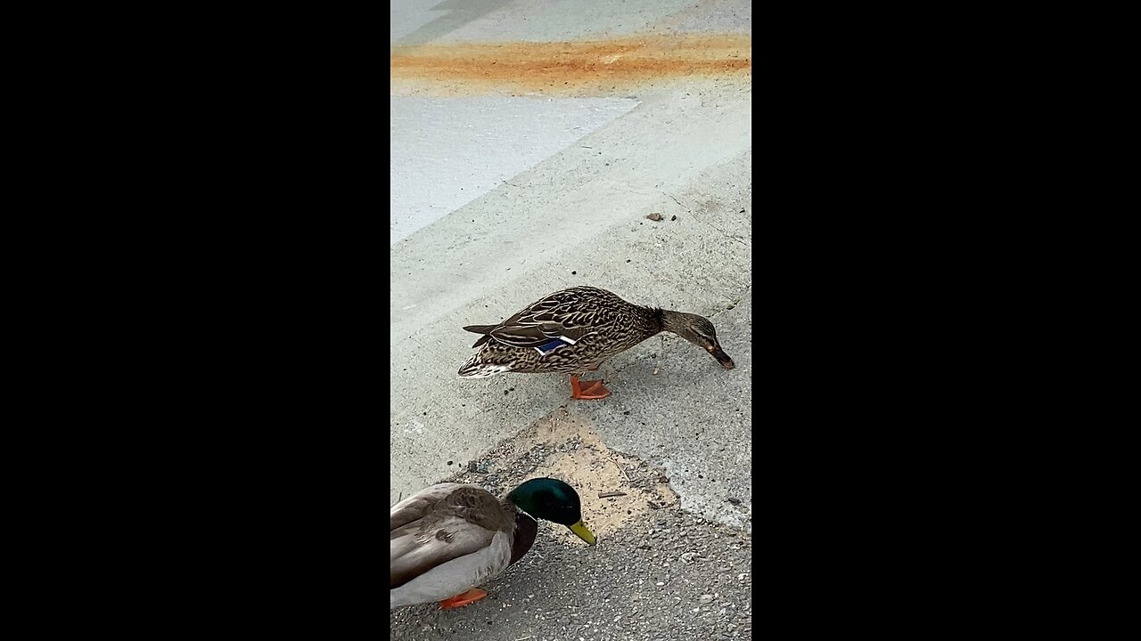 Three Ducks Eating #subscribe #shorts #viral #trending #duck #poultry #adorable