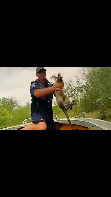 Police rescue baby kangaroo from crocodile-infested floodwaters