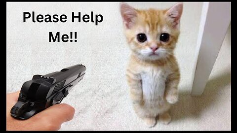 Help This Cat !! Funniest Animals