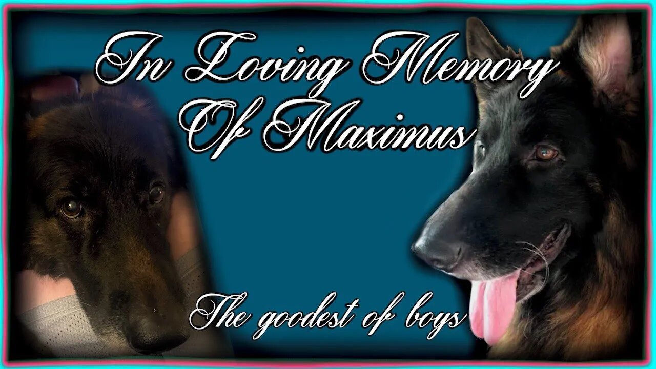 In Loving Memory Of Maximus