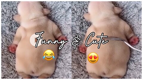 Cute Puppy 😆 | Funny Video | Karthiajiii