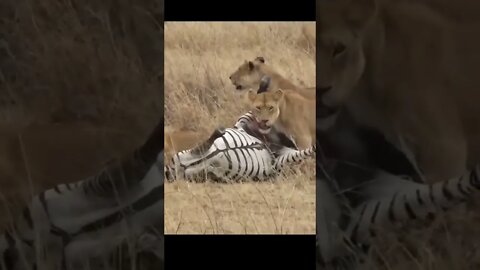 Lion Eating Zebra Alive #youtubeshorts #shorts #lion #junglesafari