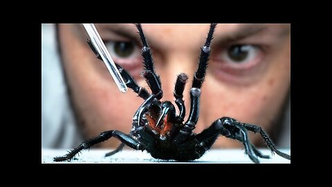 I Vacuum Venom from the World's Deadliest Spider