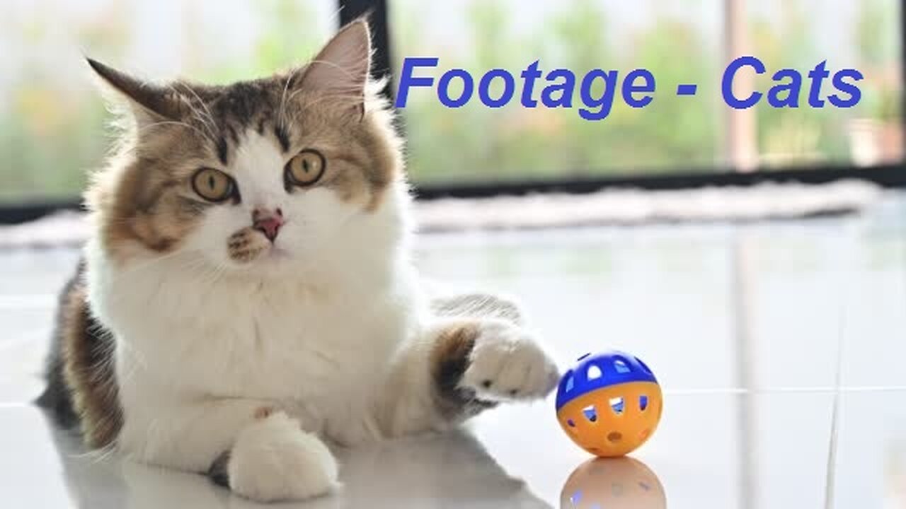 4K Quality Animal Footage - Cats and Kittens Beautiful