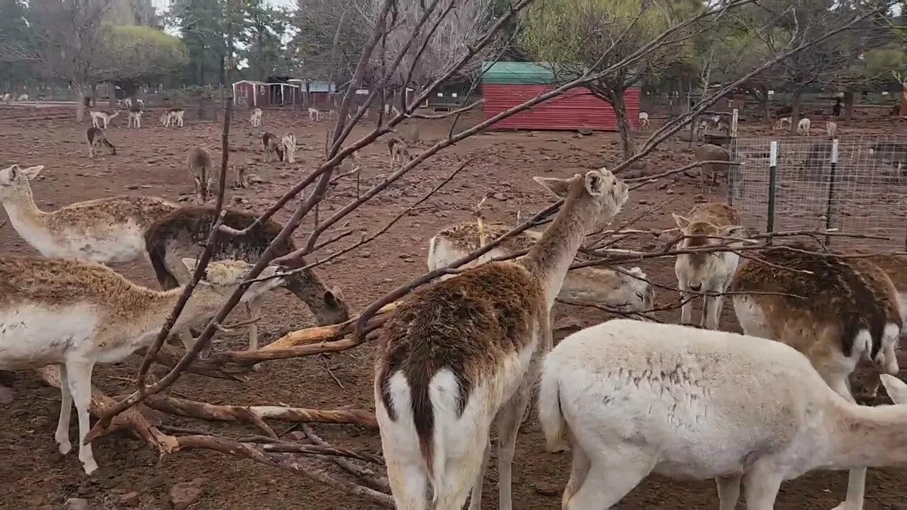 Deer eating branches