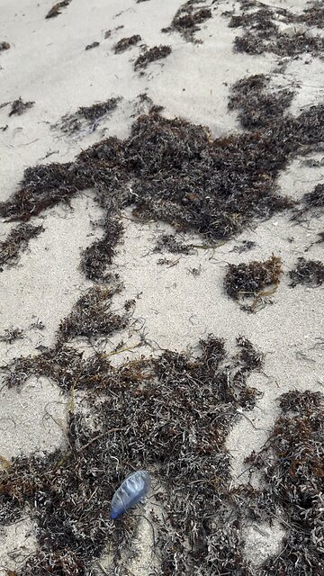 Portuguese man o' war #floridalife #florida