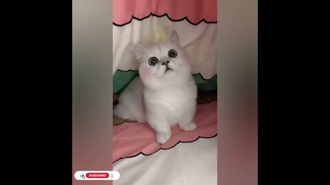 cute cat videos 😹 funny videos 😂1055