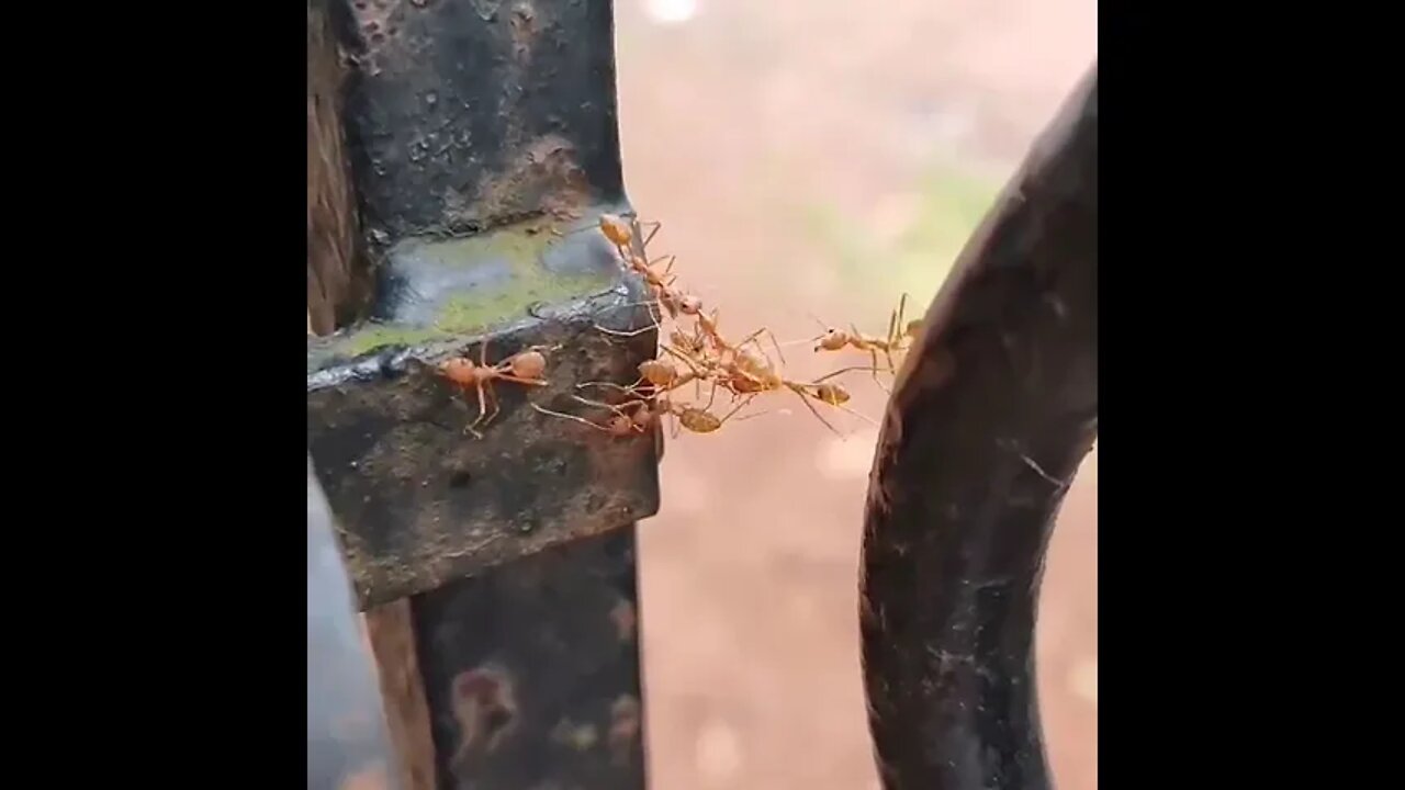 Ant teamwork