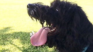 Funny dog refuses to bark, clicks teeth instead