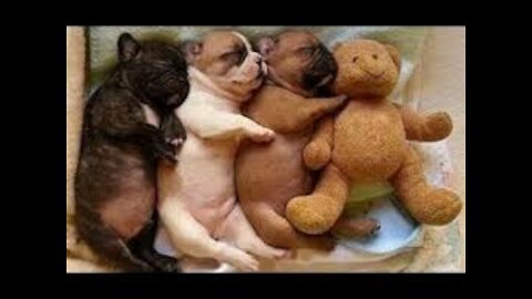 cute sleepy puppies