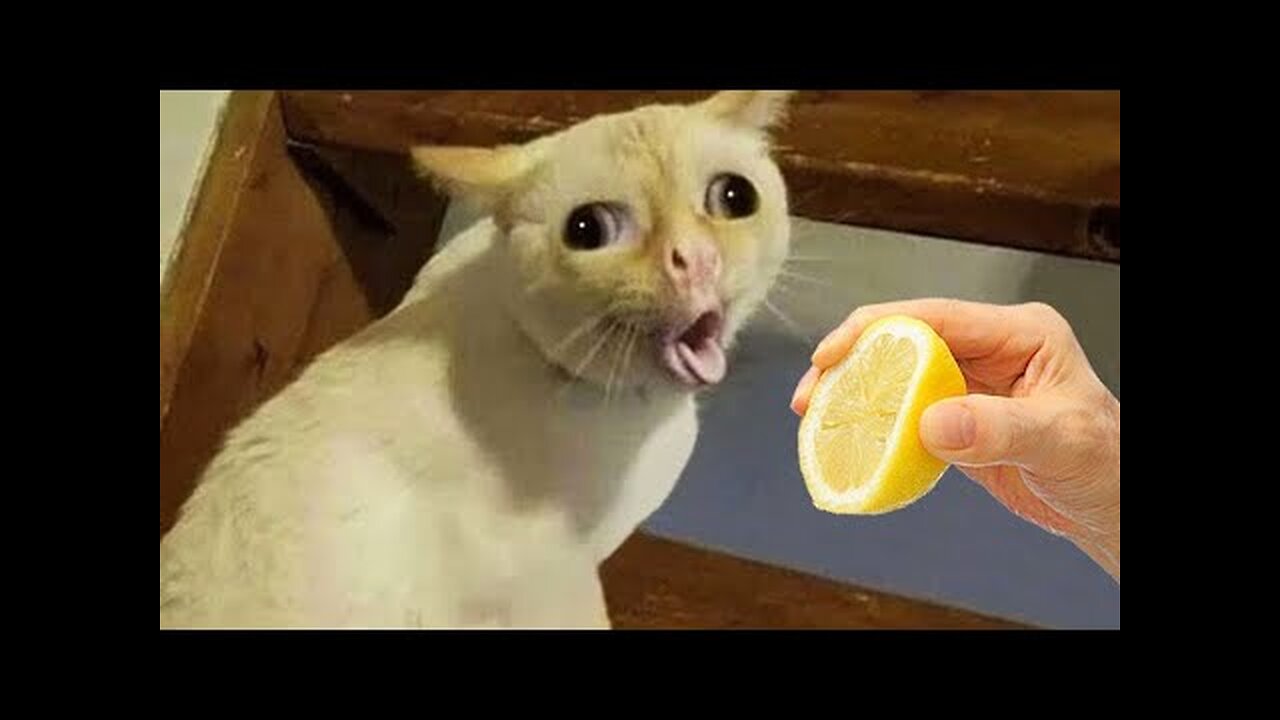 New Funny Dogs And Cats Videos 😅 - Funniest Animals Videos 2023😇