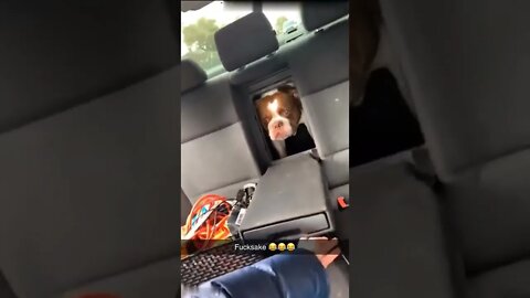 🐶🚘 Lol. . . 😝😝😂