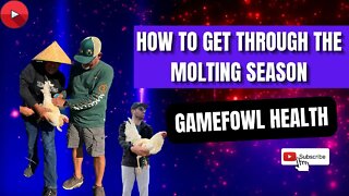 HOW TO GET THROUGH the Gamefowl Molting Season