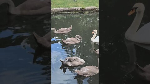 Swans on Bishops Moat Wells City