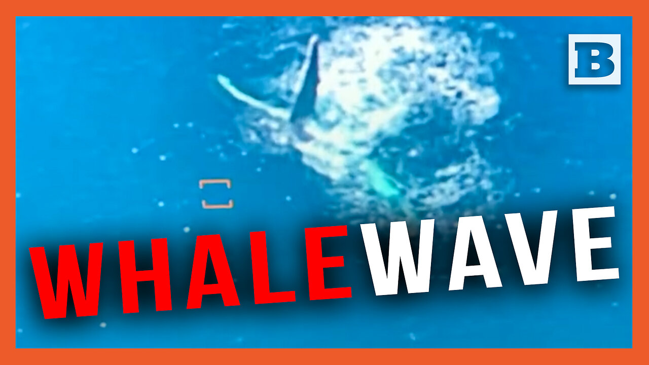 Coast Guard Captures Funky Footage of Whale "Waving" Near Hawaii