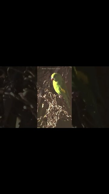 Periquito de Encontro Amarelo