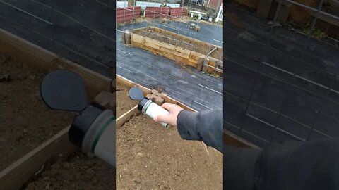 Daikon Seed as cover crop