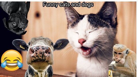 New funny animals dogs and cat