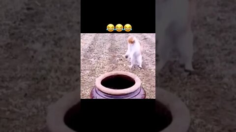 funny cat videos #shorts #funny @funny @Doja Cat