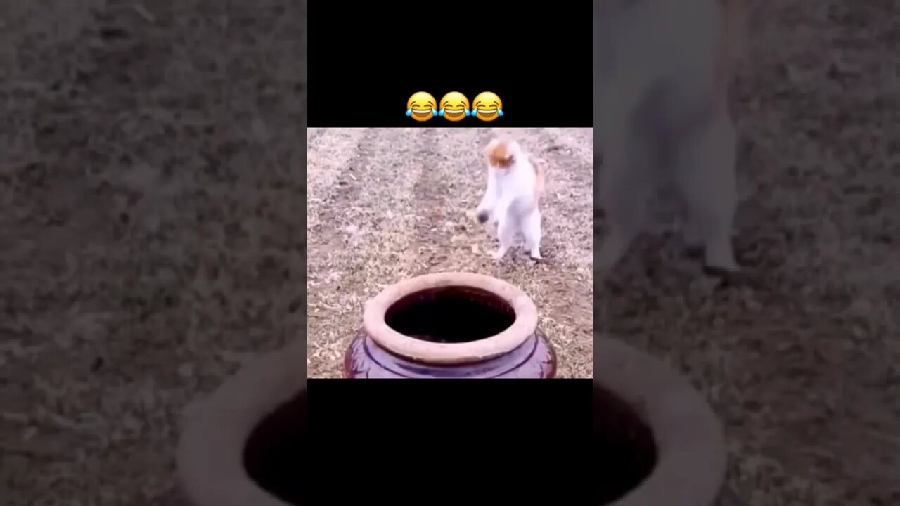 funny cat videos #shorts #funny @funny @Doja Cat