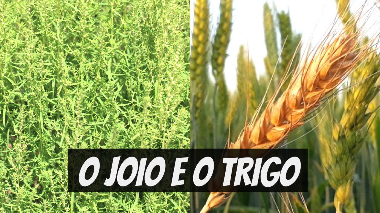 O JOIO E O TRIGO